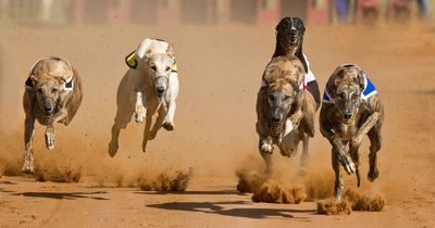 New push from animal charities to introduce complete ban on greyhound racing