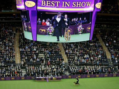 Dog Show 101: What's what at the Westminster Kennel Club