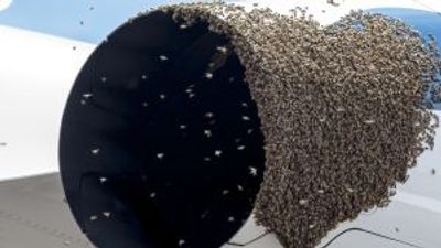 Bees delay flight for three hours