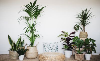 10 low maintenance plants for indoor gardening that even beginners - and busy people - can keep alive