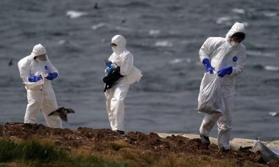 More than 50,000 wild birds in UK killed by avian flu – double previous estimates