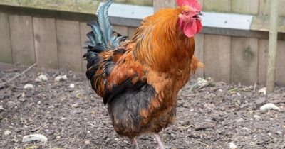 Council issues rooster with noise abatement order