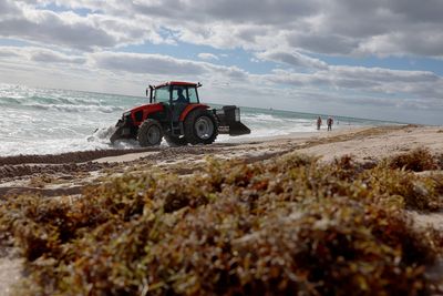 Giant blobs of seaweed are hitting Florida. That's when the real problem begins