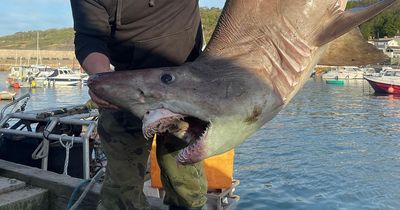 Huge ten-foot shark armed with 100 razor-sharp teeth found off British coast