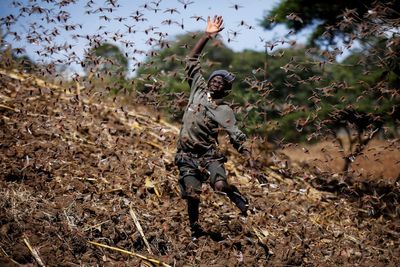 ‘Anti-cannibalism’ hormone found in locusts could lead to pest control breakthrough