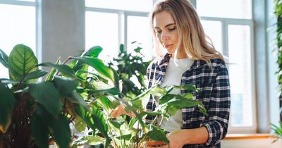 Expert praises 90p common household item to prevent plants from rotting