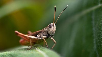 A warmer planet, less nutritious plants and … fewer grasshoppers?