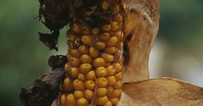 Black fungus killing world's crops as scientists warn of 'global catastrophe'