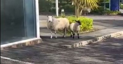 Escaped sheep and lamb spotted wandering around retail park over two days