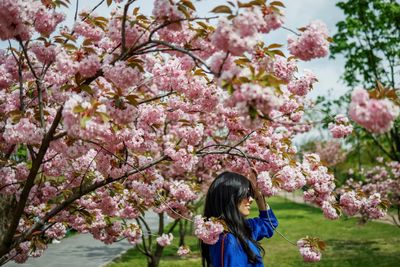 Cherry blossom mingles with barbed wire and trenches in Kyiv park