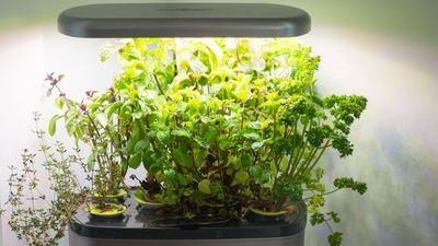5 easy ways to start hydroponic gardening - join the growing trend that gives you fresh produce all year round