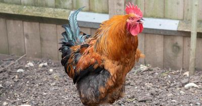 Noisy cockerel slapped with ASBO after locals rage at his noisy siren call