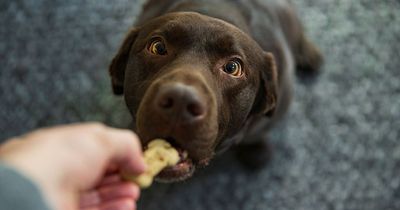 Dublin dog shelter pleas for help due to 'emergency' overcrowding