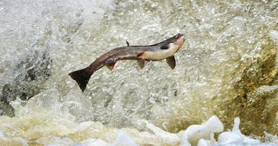 Experts warn wild salmon in Wales could go extinct within the next two decades