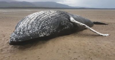 Humpback whale found on Scots beach died 'after getting tangled in creel lines'