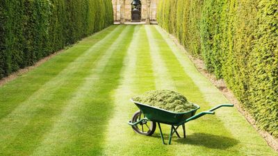When to top dress a lawn – expert tricks key to a lush, lump-free lawn