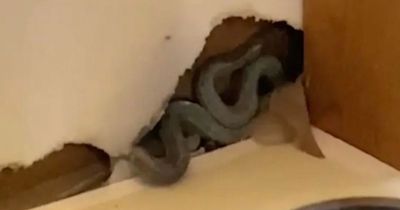 Mum makes shocking discovery after finding ten giant snakes living in walls of new home