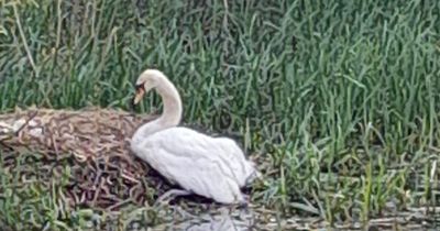 Swan and six babies killed in horror dog attack as bird 'fought in vain to reach nest'