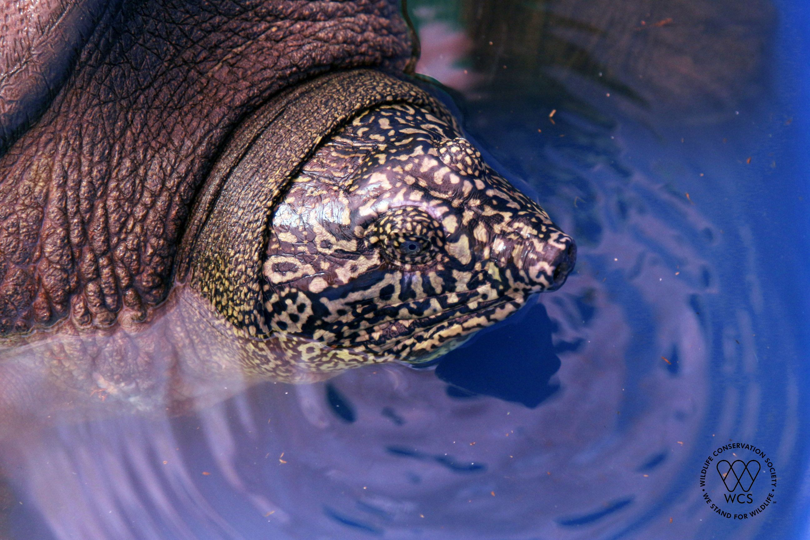 largest-freshwater-turtle-species-doomed-to-extinction