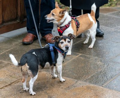 Move over Corgis: Jack Russell becomes new royal top dog
