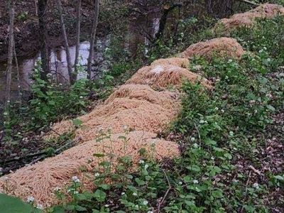 A massive dump of pasta in New Jersey sets off a fury of interest, and also a fury