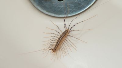 Keep centipedes out of your house – with 4 pest control-approved procedures