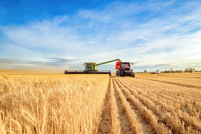 Are the Wheat and Corn Markets Bottoming?