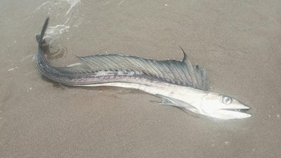 Elusive cannibal fish from the twilight zone are washing up on Oregon beaches and no one knows why