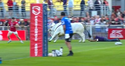 Loose bull runs wild during warm-up for Super League clash as players scarper for cover