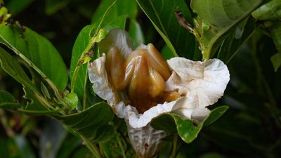 Brazilian tree frogs could be the 1st example of amphibians pollinating flowers, study finds