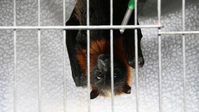 Huge decline in grey-headed flying fox numbers as coastal development and fruit-netting threaten species