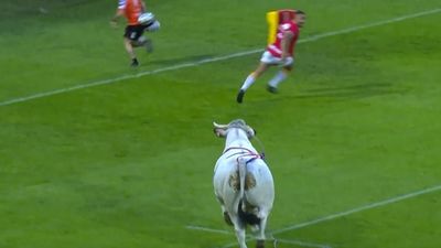 Catalans Dragons players run for safety as bull breaks loose before Super League clash with St Helens