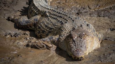Crocodile numbers rising in Queensland but culling is not necessary, researchers say
