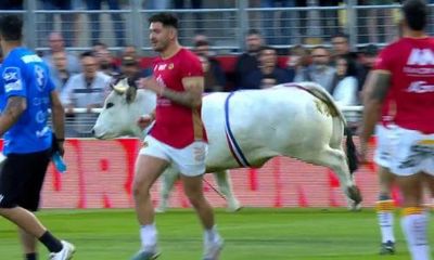 Super League game descends into chaos as raging bull chases players from field