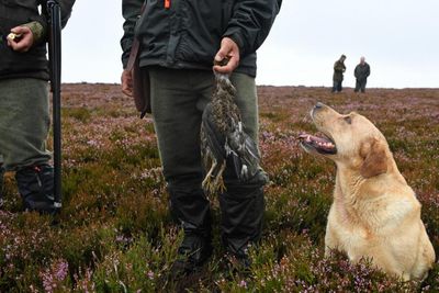 The loophole shielding royal land from grouse moor licencing laws