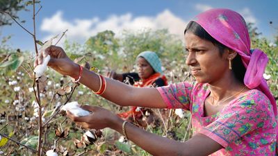 Recent rain to boost cotton cultivation in northern India: Experts