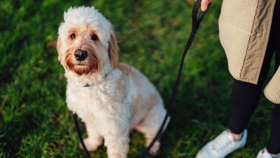 Is your dog struggling to nail loose leash walking? Trainer shares her simple method for success