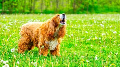 Boost your reactive dog’s happiness and help them feel calmer with this trainer’s genius two-step process