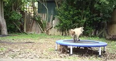 9 fox cubs seen jumping on Nottinghamshire family’s trampoline