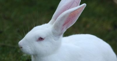 Animal testing for make-up restarts in UK after 25-year ban