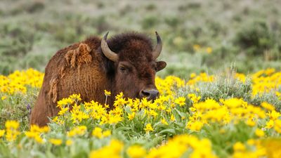 Yellowstone bison charges camera-happy tourist who won't stop snapping