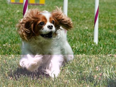 Over 100 King Charles Spaniels join dog parade on Coronation Day