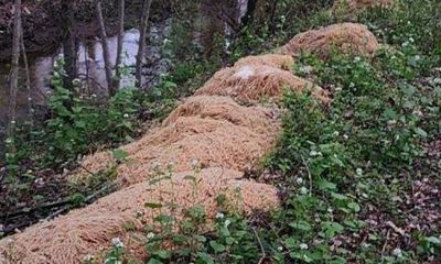 Holy macaroni! New Jersey town baffled by 500lbs of pasta dumped by brook