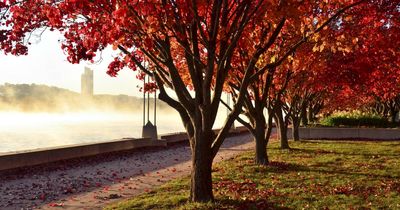 Autumn rolls out the red carpet