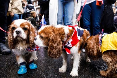 Spaniel parade ‘fitting honour’ for the new King, says organiser