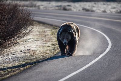 Investigation over grizzly bear found dead near Yellowstone national park