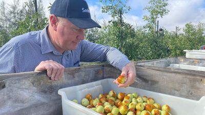 Australia's biggest kiwi fruit grower, Seeka, gambles on jujubes for expansion