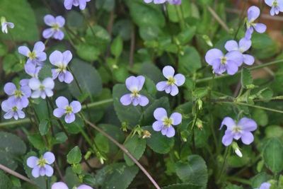 New species of Viola found in China's Guangdong