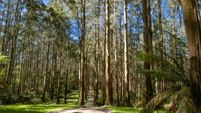 A Melbourne Woman Has Been Found After Surviving 5 Days In The Bush On Just Wine Lollies