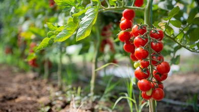 7 mistakes to avoid when growing your own tomatoes